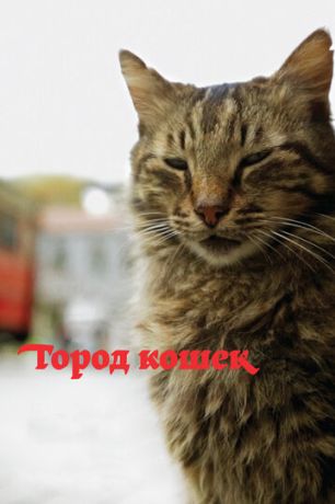 Город кошек / Кот (2017)
